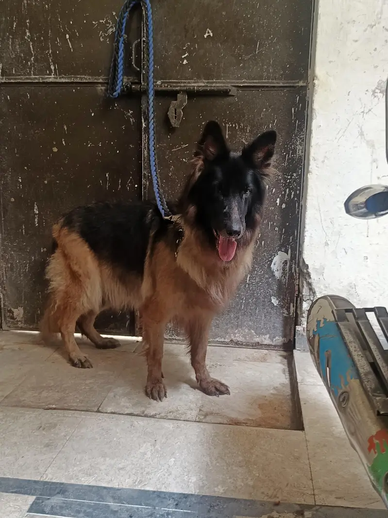 German Shepherd Long Cot Female — photo 7