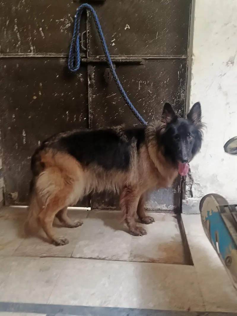 German Shepherd Long Cot Female — photo 8