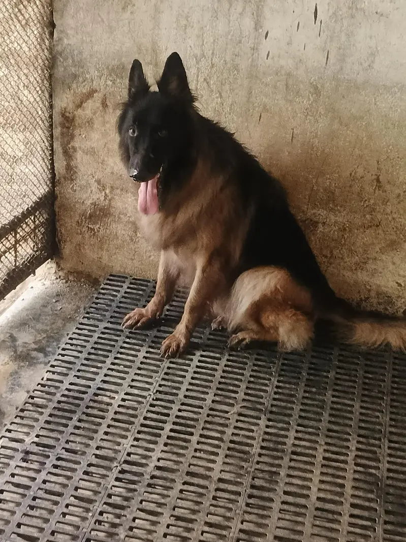 German Shepherd Long Cot Female — photo 9