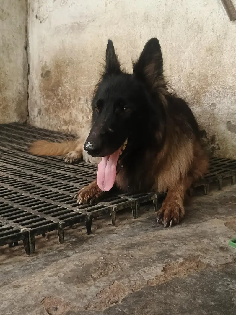 German Shepherd Long Cot Female — photo 10