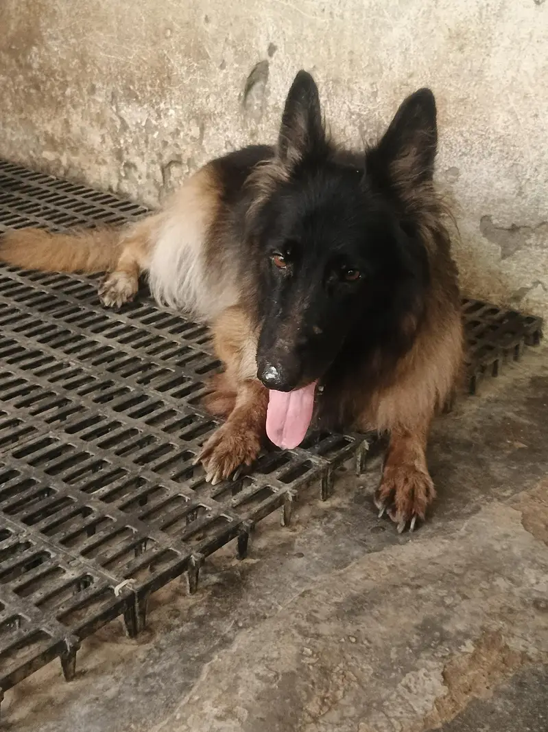 German Shepherd Long Cot Female — photo 11
