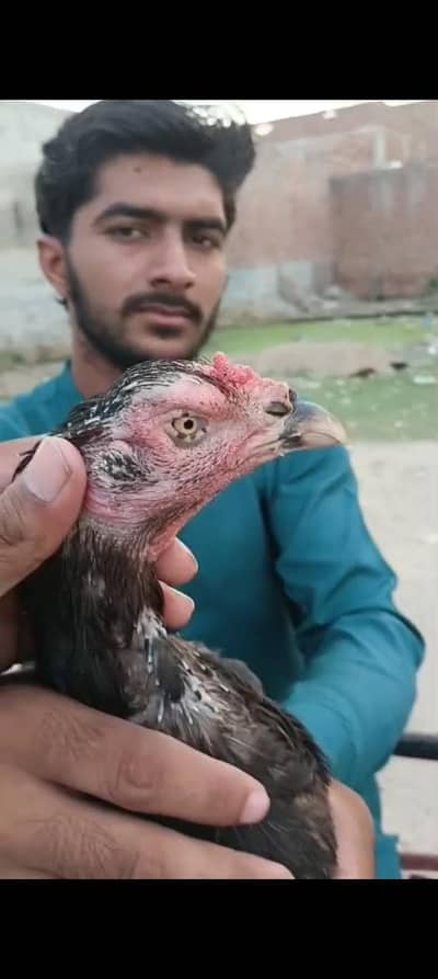 aseel hen