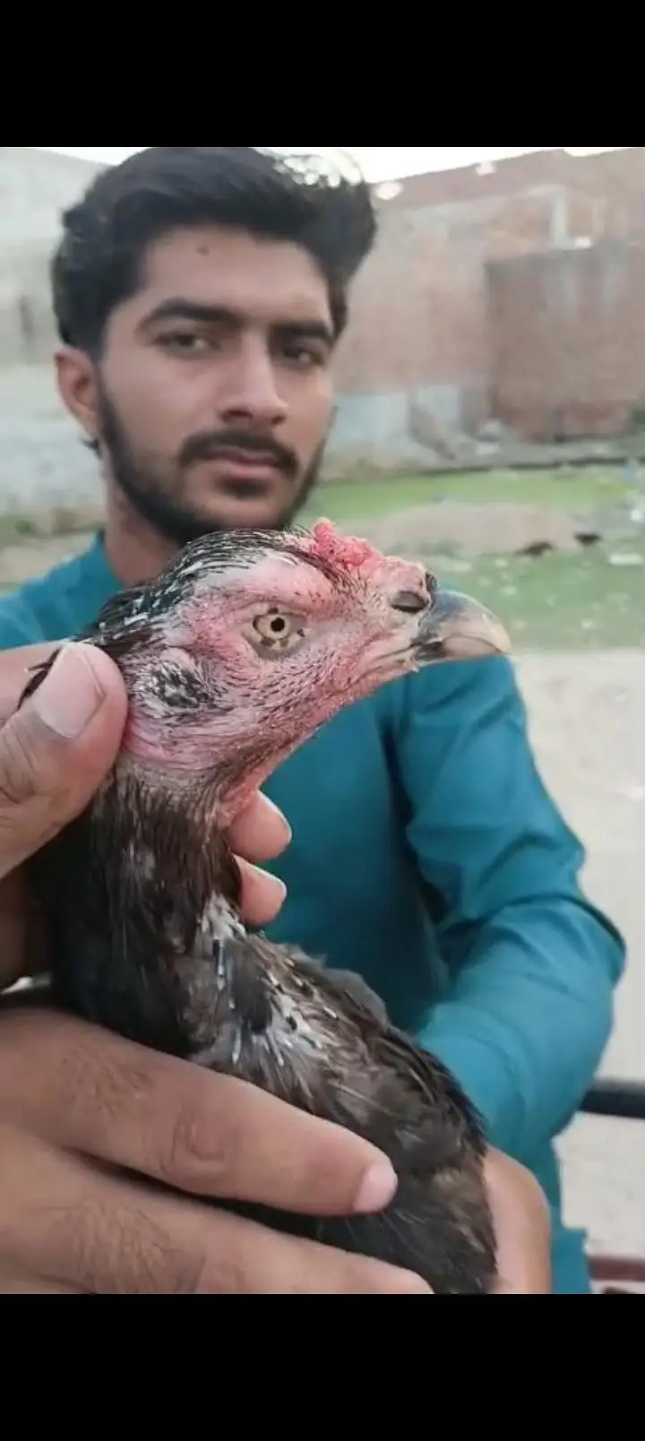 aseel hen