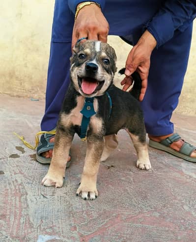 Alabai Pair / security Dog / Afghan Kochi / King kurdish kangal pair