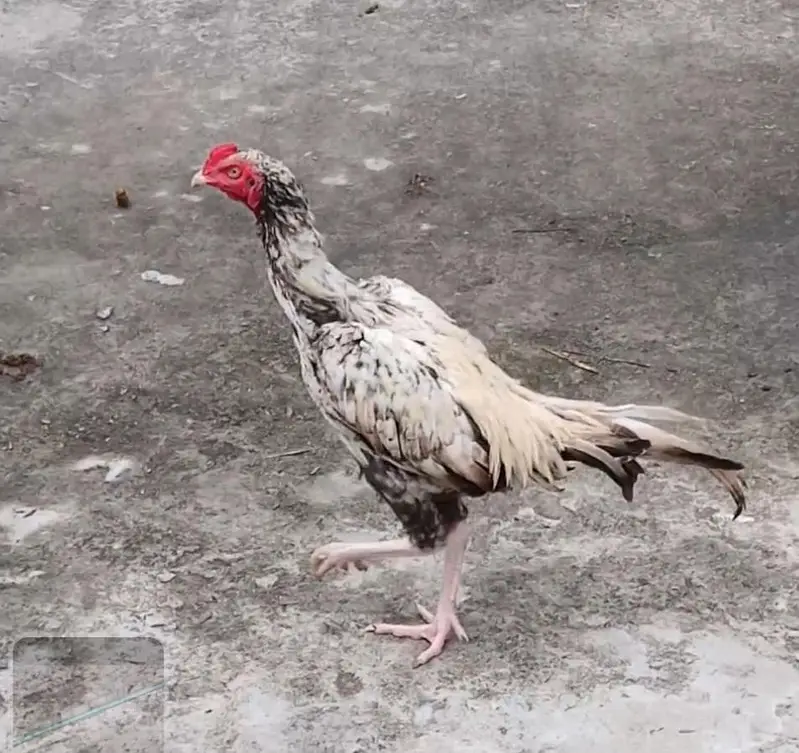 Mianwali Aseel Jawa 2 Murghay — photo 3