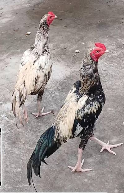 Mianwali Aseel Jawa 2 Murghay