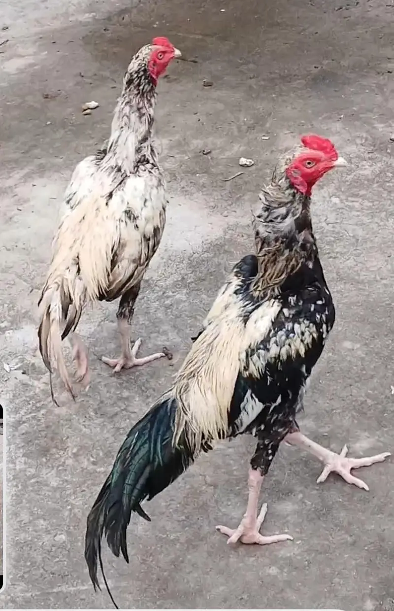 Mianwali Aseel Jawa 2 Murghay