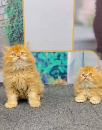 Persian Female kitten vaccinated for sale 03243854//778
