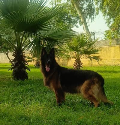 German Shepherd Long Cot Female
