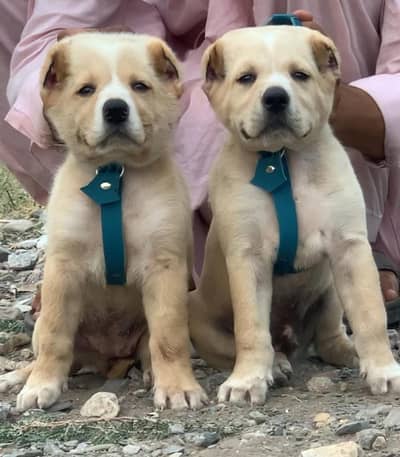 Afghan Kochi / Alabai Pair / security Dog / King kurdish kangal pair