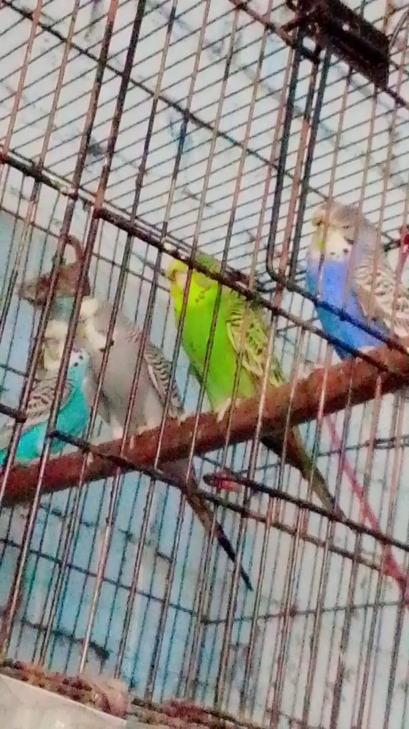 seeling Budgie parrots