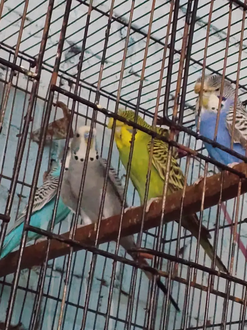 seeling Budgie parrots — photo 2
