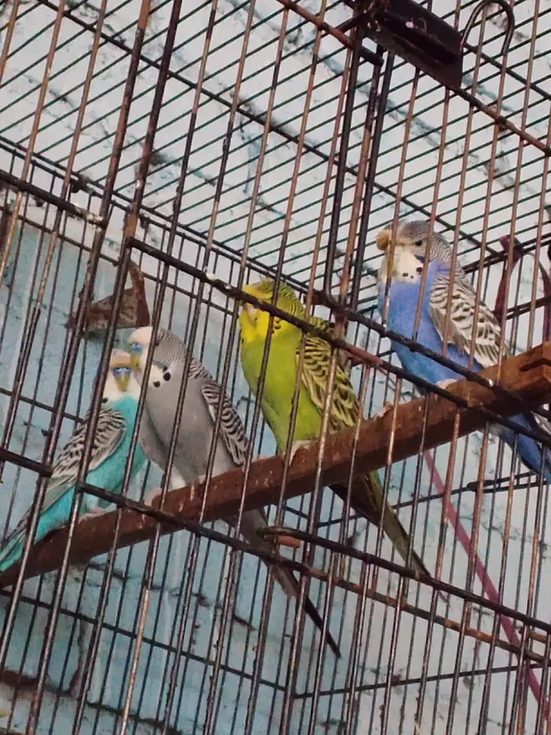 seeling Budgie parrots — photo 3