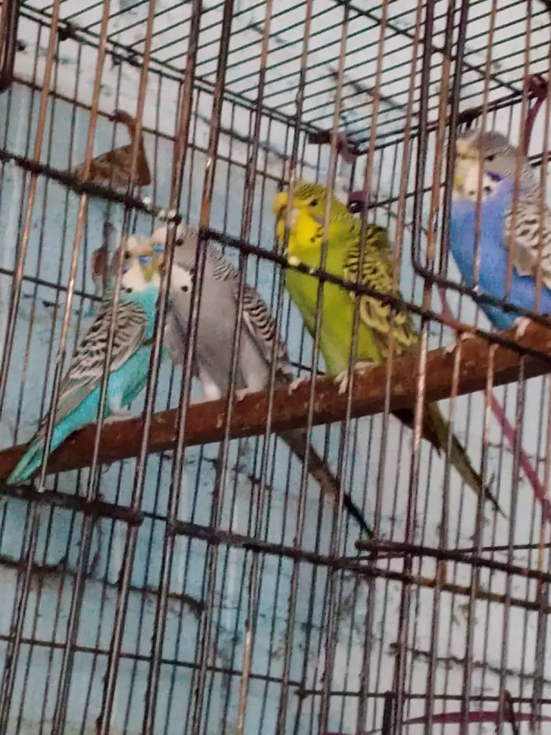 seeling Budgie parrots — photo 4