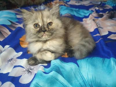 Persian kitten