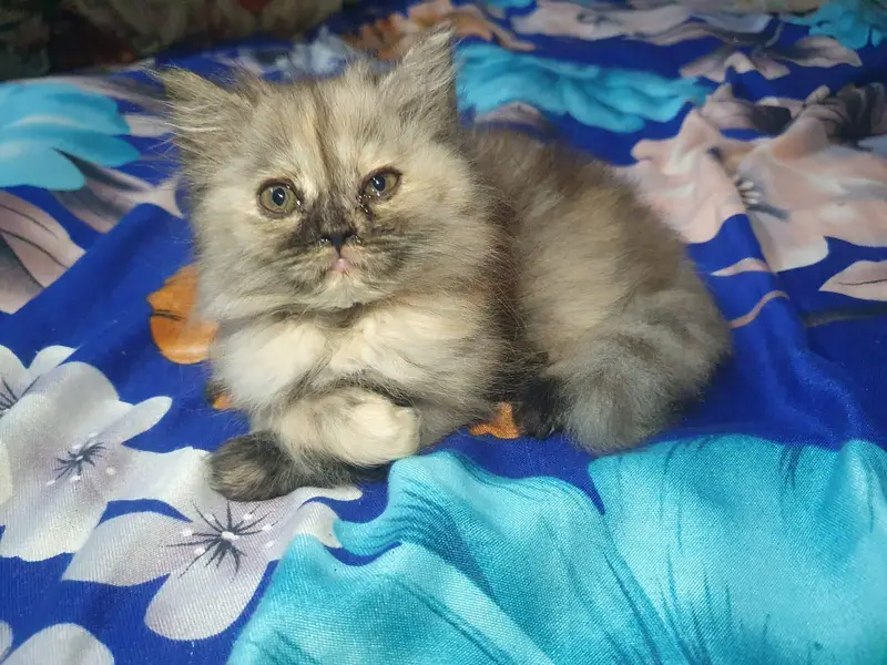 Persian kitten