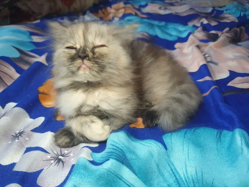 Persian kitten — photo 2