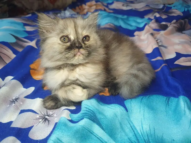 Persian kitten — photo 3