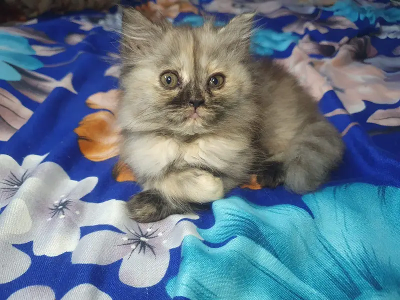 Persian kitten — photo 4