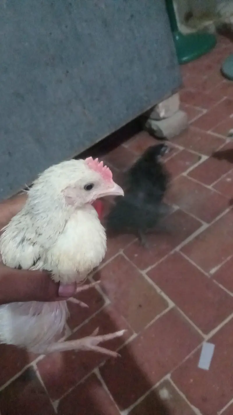 ghar k murgha chozay 3 male 6 female — photo 2