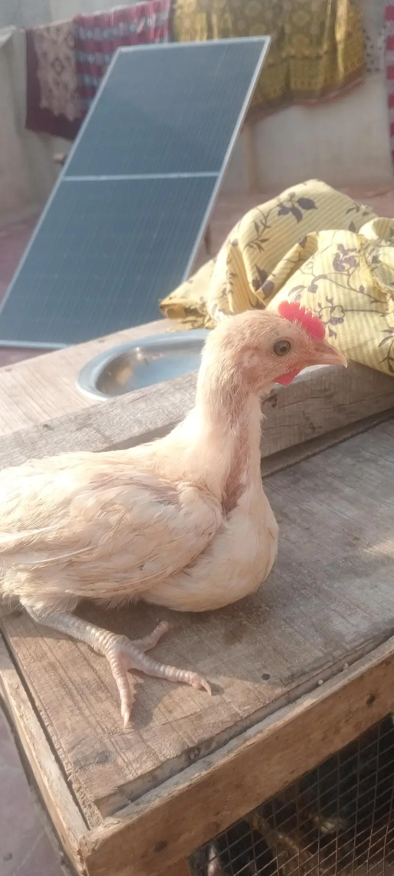 ghar k murgha chozay 3 male 6 female — photo 3