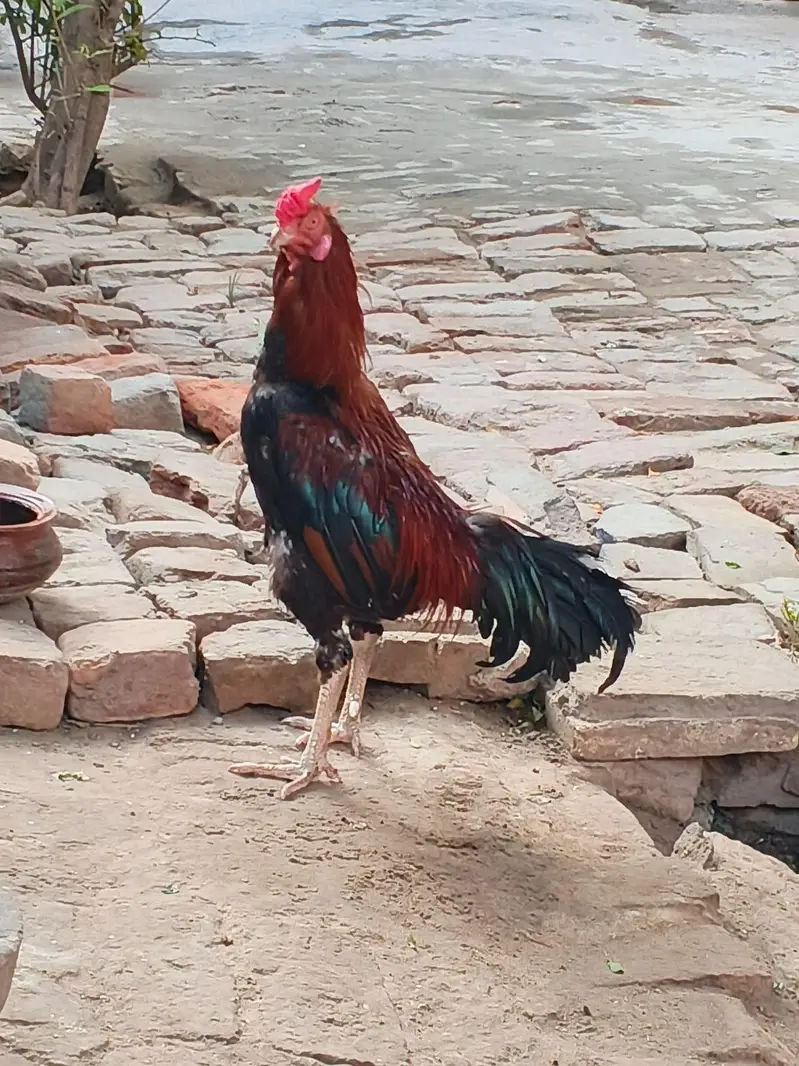 MashaAllah fit ha — photo 2