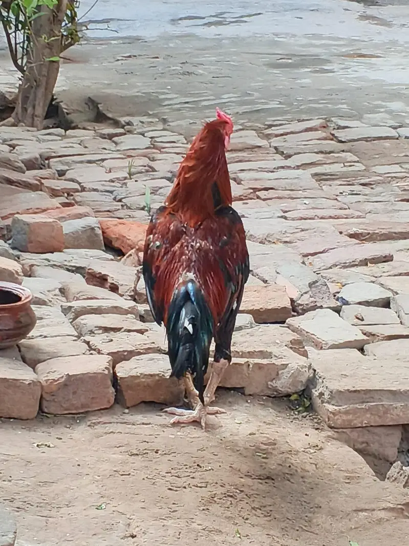 MashaAllah fit ha — photo 3