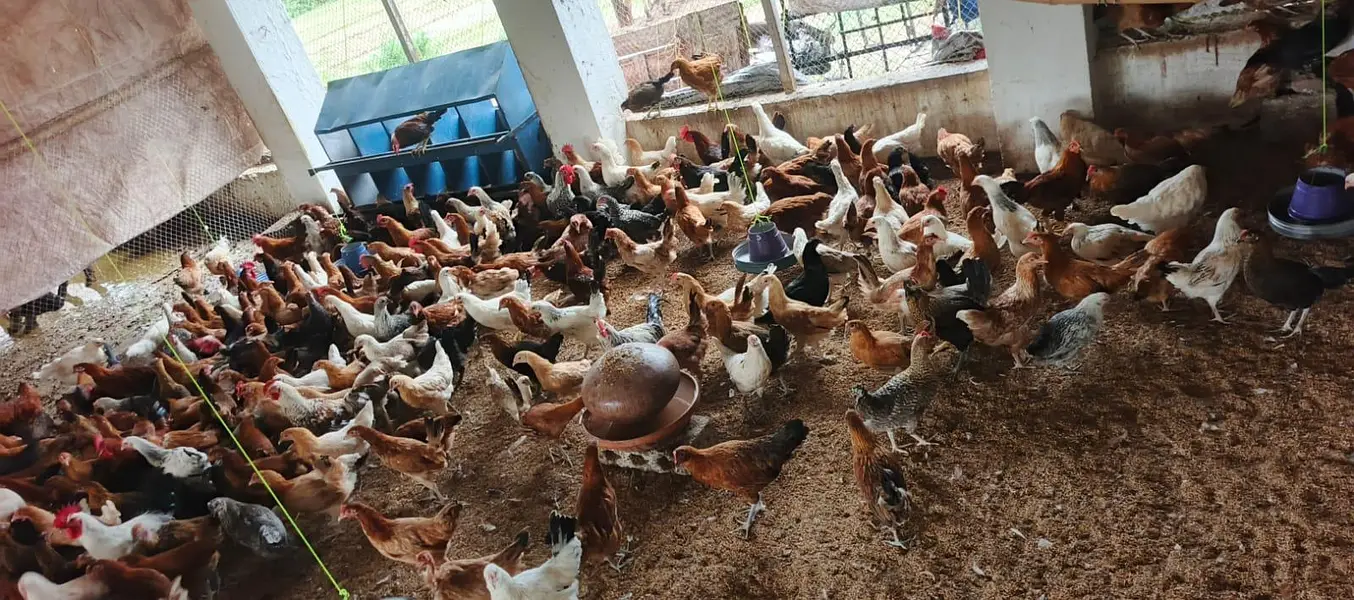 golden Misri/Eggs lying/starter hen's — photo 3