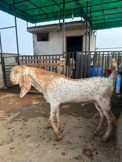 makhi china bakray