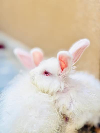 Angora Rabbits long hair