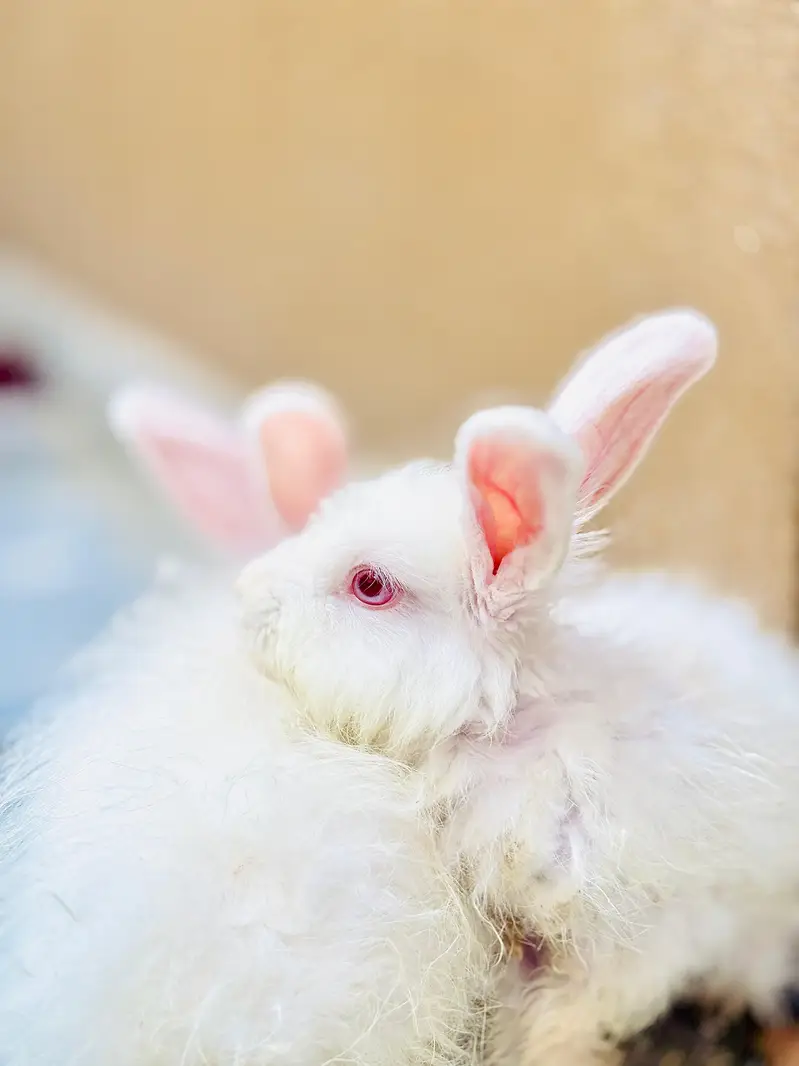 Angora Rabbits long hair