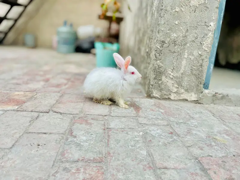Angora Rabbits long hair — photo 2
