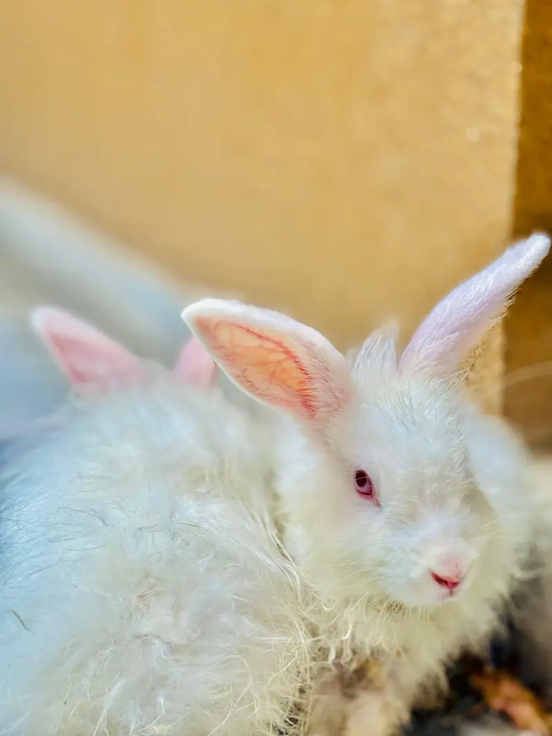 Angora Rabbits long hair — photo 3