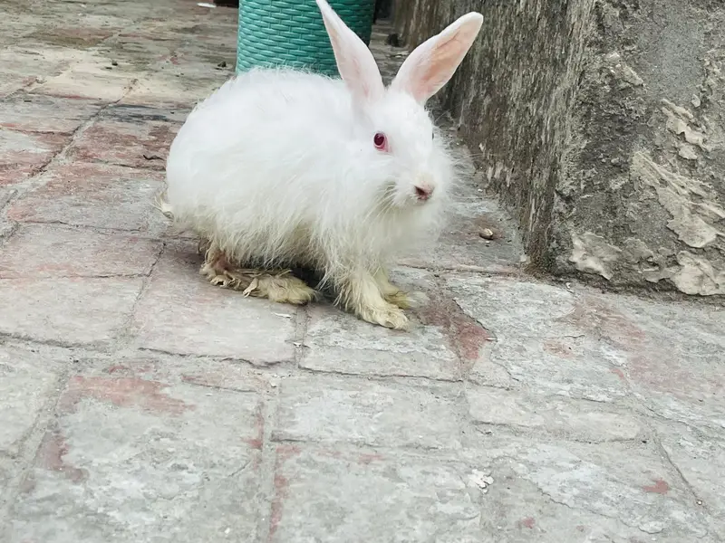 Angora Rabbits long hair — photo 4