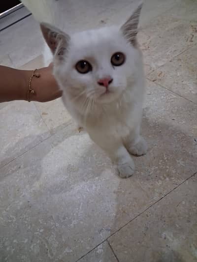 5 month old vaccinated persian cat for sale in Lahore
