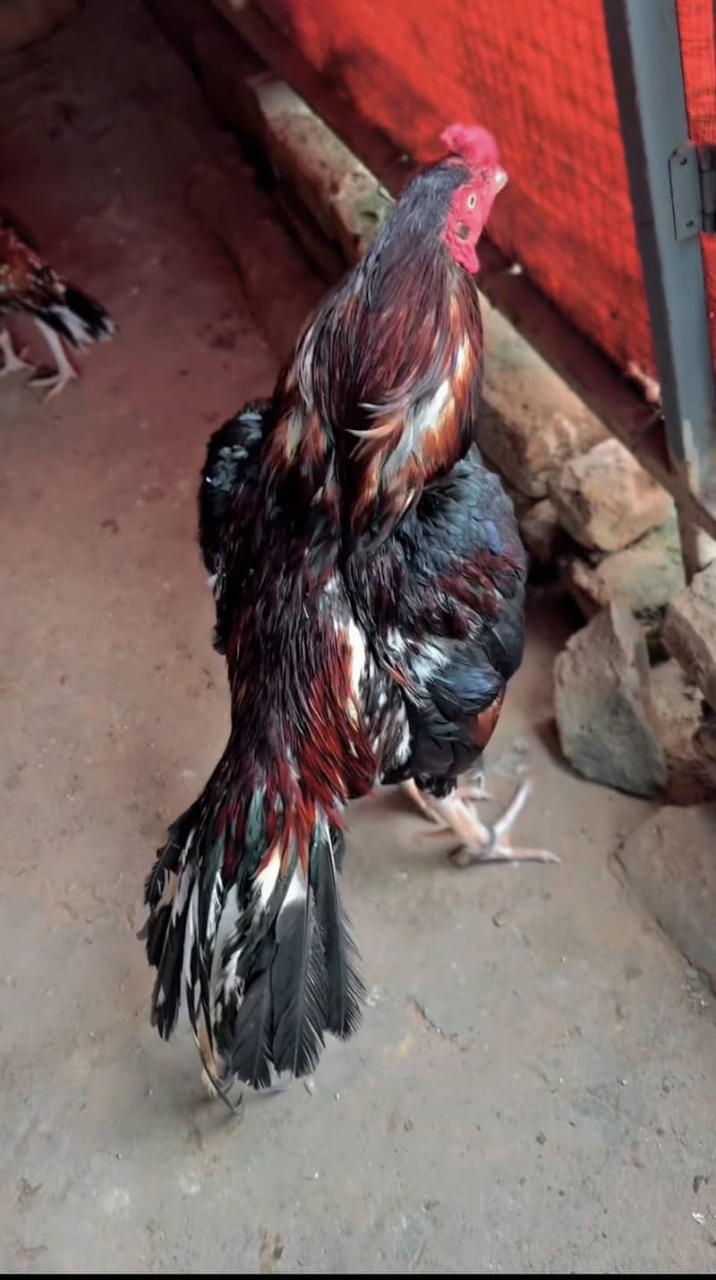 Quality bird 0