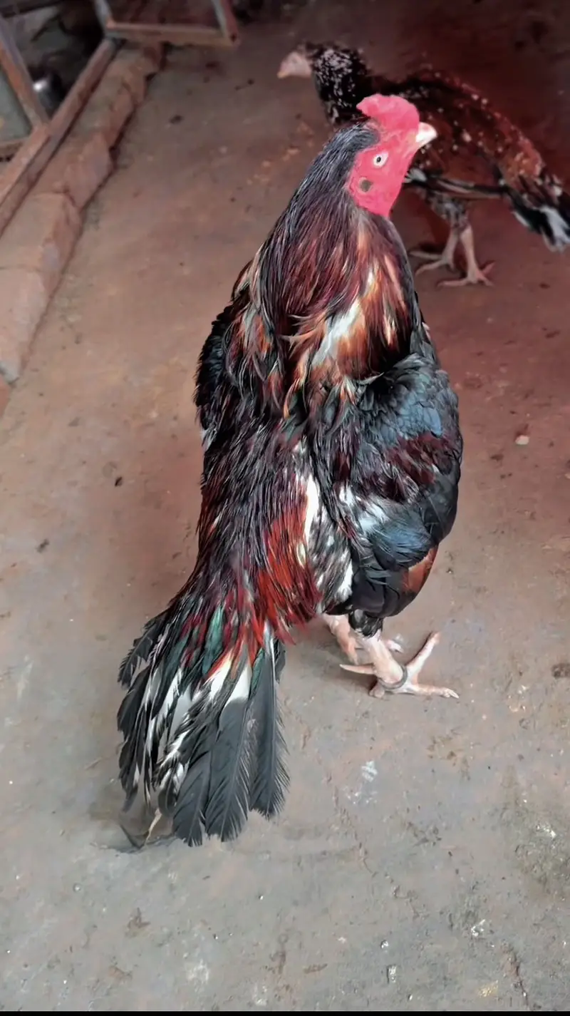Quality bird — photo 2