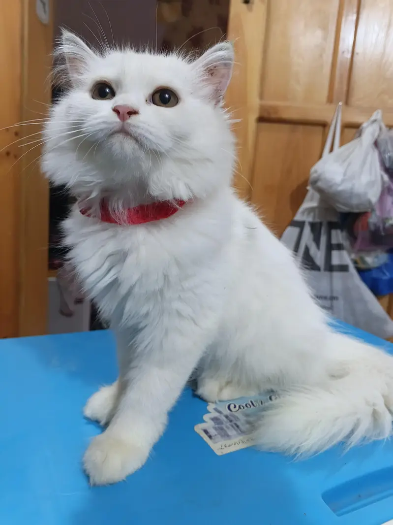 Persian Cat feemale