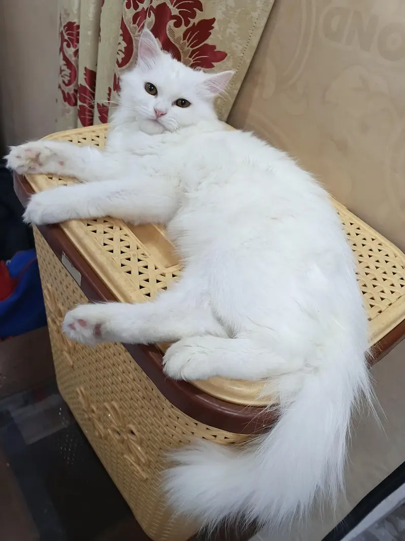 Persian Cat feemale — photo 2