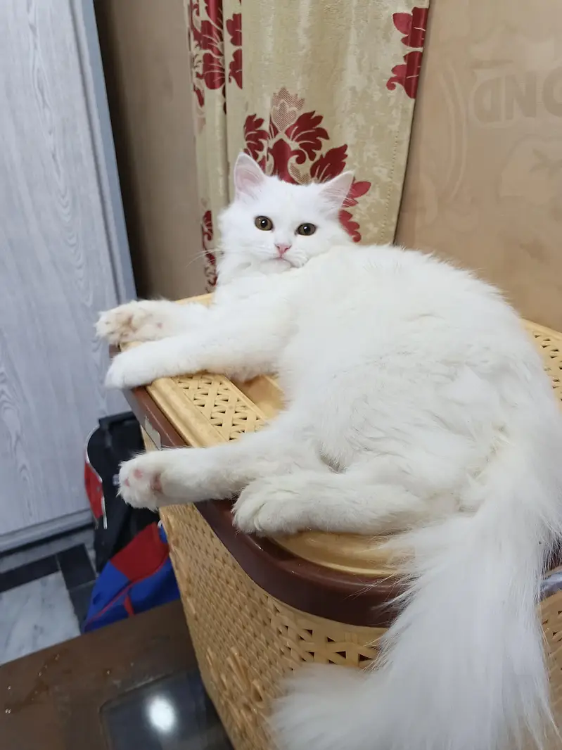 Persian Cat feemale — photo 3