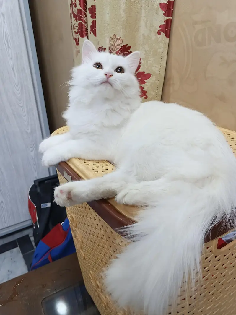 Persian Cat feemale — photo 4