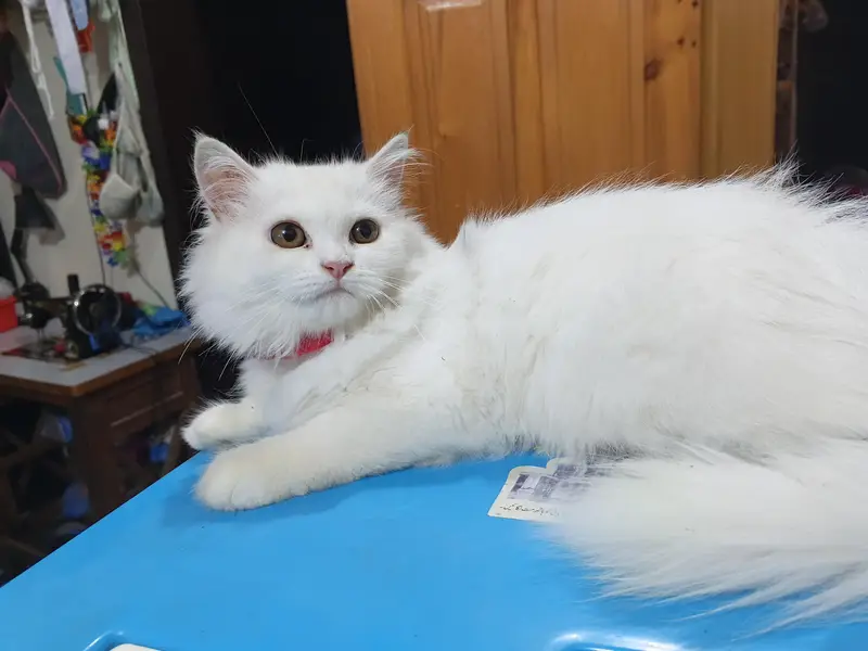 Persian Cat feemale — photo 5