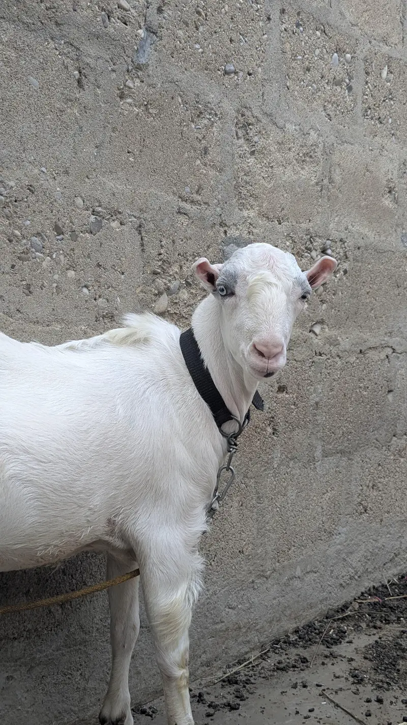 pakka kheera baccha — photo 2