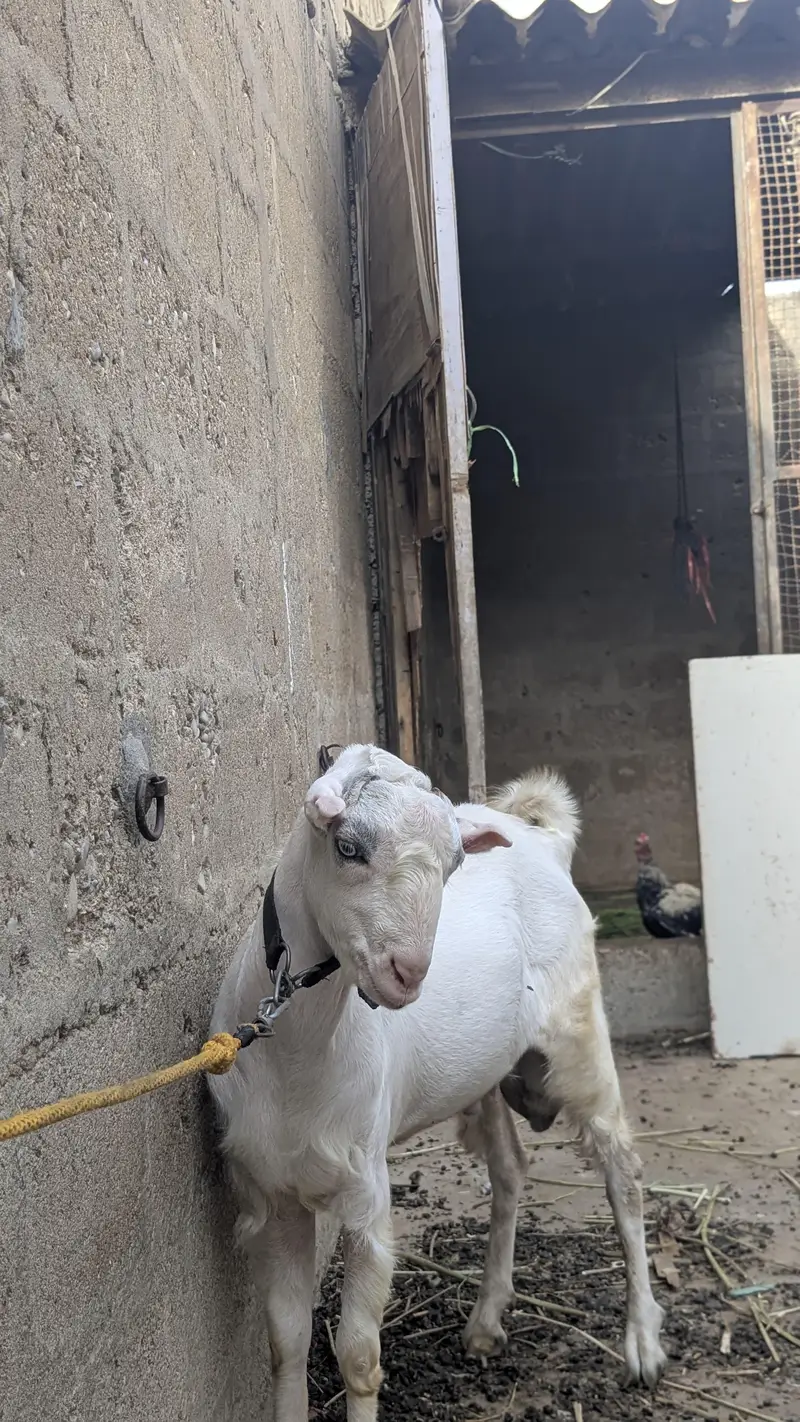 pakka kheera baccha — photo 3