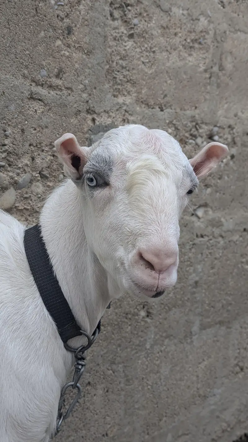 pakka kheera baccha — photo 4