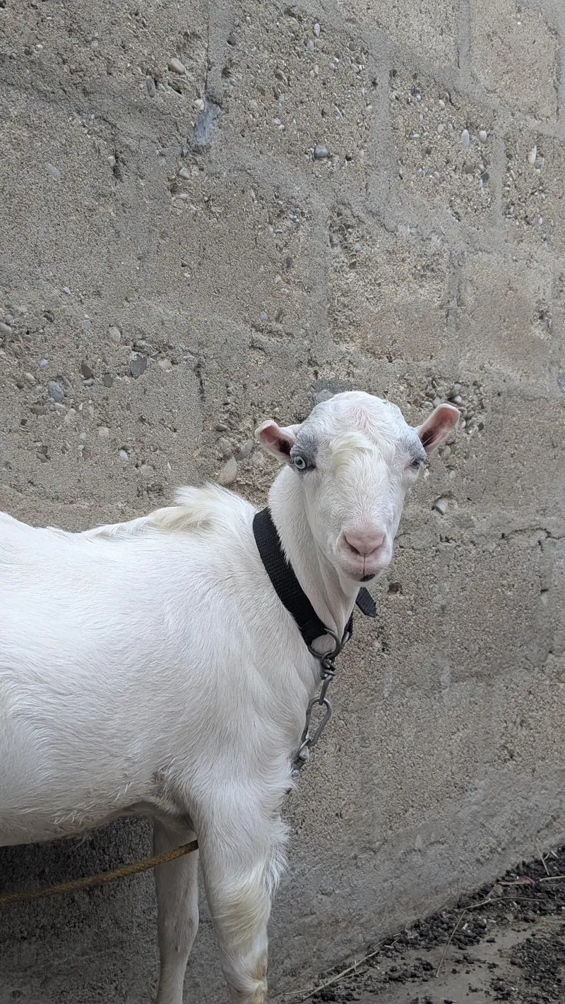 pakka kheera baccha — photo 5