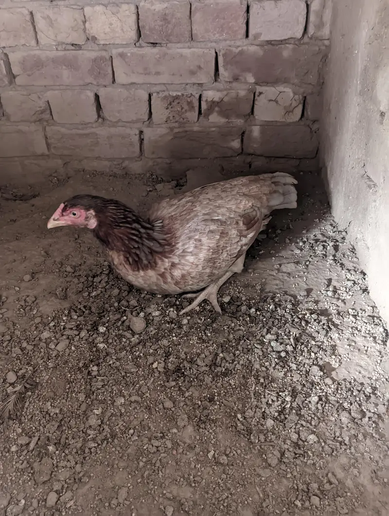 Ma Sh Allah Top quality aseel kurk hen for sale.  Normal price — photo 4