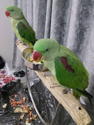Hand-Tamed Alexandrine (Raw / Kashmiri) Parrot Pair - 1.5 Years Old