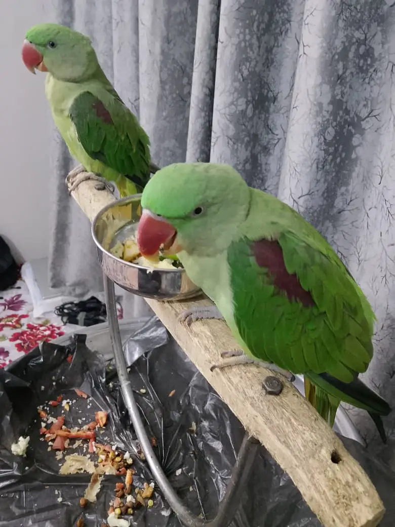 Hand-Tamed Alexandrine (Raw / Kashmiri) Parrot Pair - 1.5 Years Old