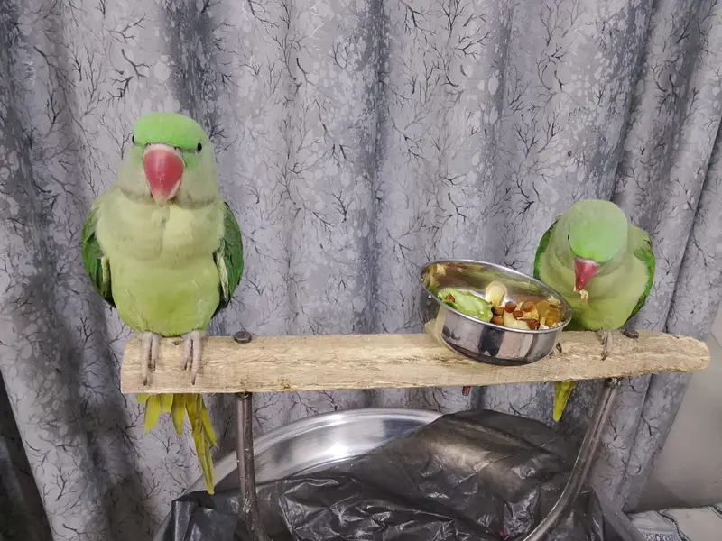 Hand-Tamed Alexandrine (Raw / Kashmiri) Parrot Pair - 1.5 Years Old — photo 2